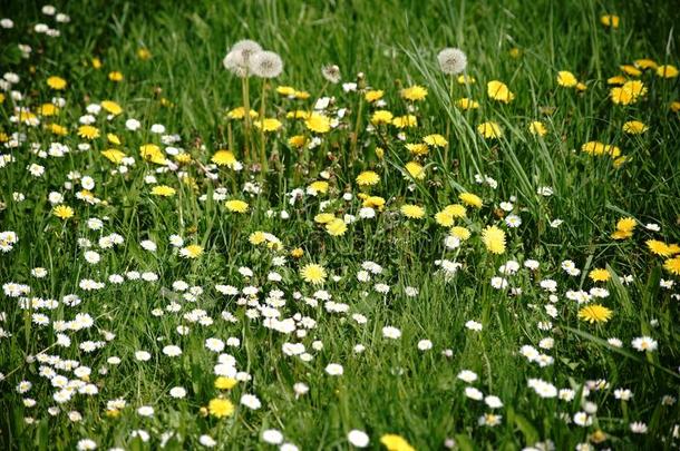 野生的草地和花