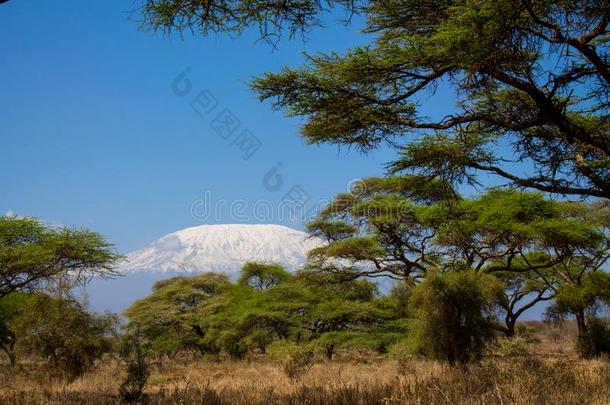 乞力马扎罗山最高的山采用非洲看法在之间树