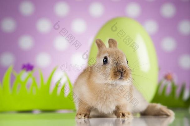 动物复活节,婴儿兔子,鸡蛋