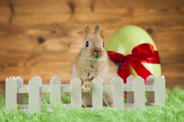 动物复活节,婴儿兔子,鸡蛋