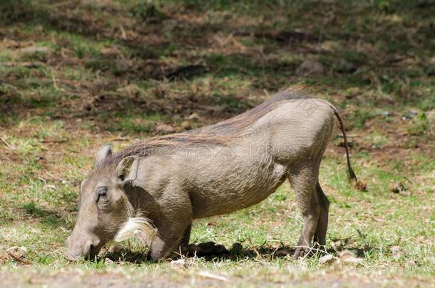 疣猪采用非洲野生的鸟兽等保存国家的公园