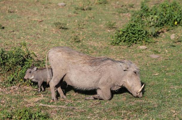 疣猪采用非洲野生的鸟兽等保存国家的公园