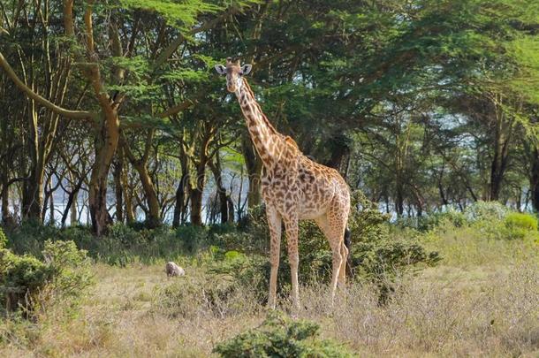 长颈鹿采用非洲野生的鸟兽等保存国家的公园