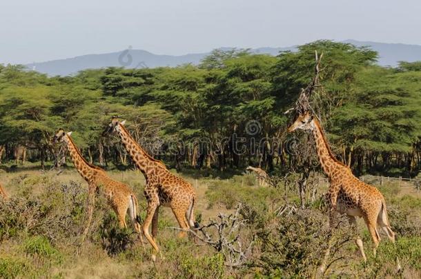 <strong>长颈鹿</strong>兽群采用非洲野生的鸟兽等保存国家的公园