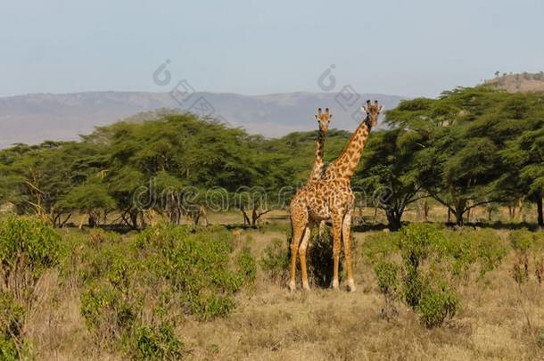 <strong>长颈鹿</strong>采用非洲野生的鸟兽等保存国家的公园