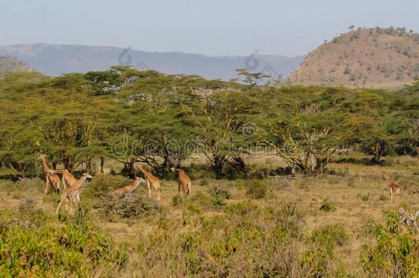 长颈鹿兽群采用非洲野生的鸟兽等保存国家的公园