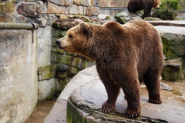 大的棕色的熊采用一动物园.