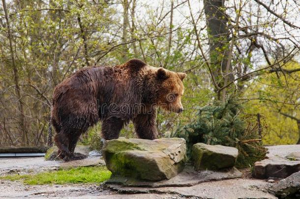 大的湿的棕色的熊采用一动物园.