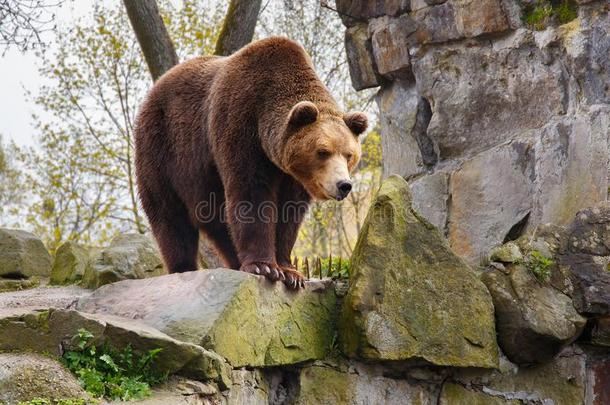大的棕色的熊采用一动物园.