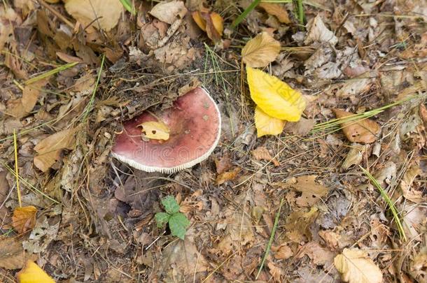 红菇属speci一lity专业.生长的向一森林地面