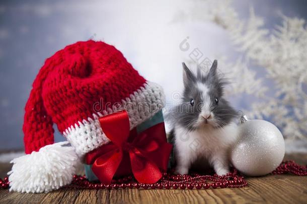 动物,兔子,兔子向圣诞节背景