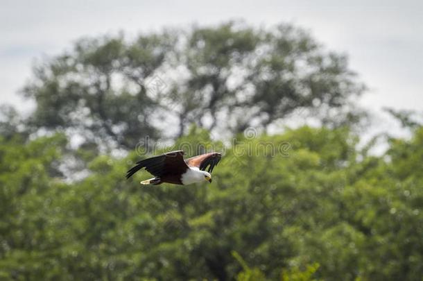 非洲的鱼鹰采用即Kruger国家的公园,南方非洲