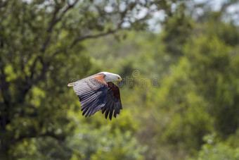 非洲的鱼鹰采用即Kruger国家的公园,南方非洲图片
