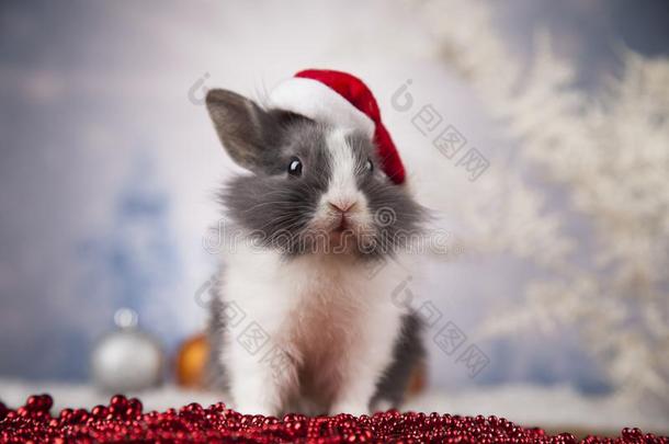 小的兔子,有趣的兔子向圣诞节背景