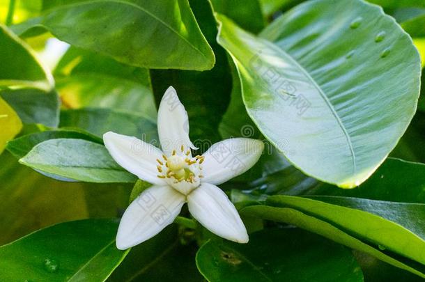 橙花油.绿色的明亮的桔子<strong>树树</strong>叶和桔子花橙花油