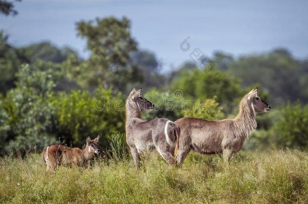 普通的非洲大羚羊采用即Kruger国家的公园,南方非洲