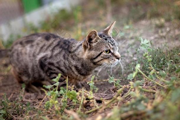 年幼的有条纹的猫表为被捕食的动物在期间打猎在户外_