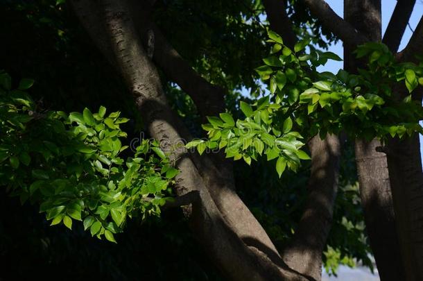 日本人朴属植物