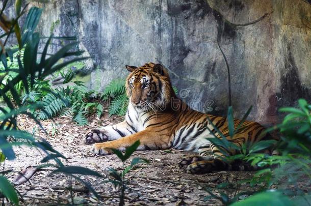 孟加拉生丝老虎静止的和目不转睛的和它的绿色的眼睛采用动物园.
