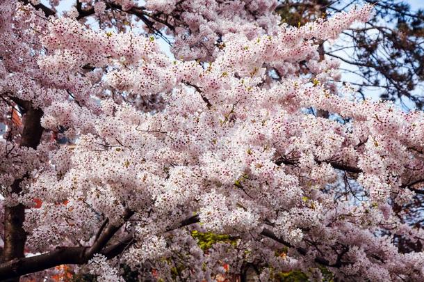 樱花<strong>花城</strong>市前面污迹建筑物背景砖墙公园