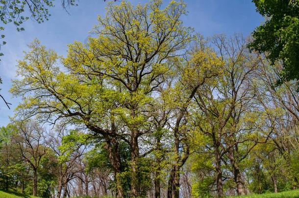 国家的dendro国家的树状的公园`索菲伊夫卡`,乌曼岛,unknown不知道的