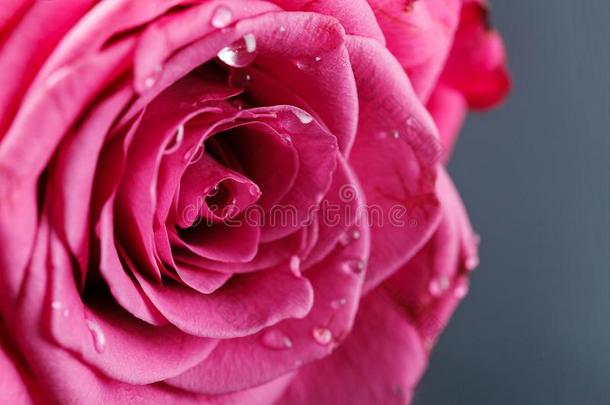 粉红色的玫瑰隔离的向白色的