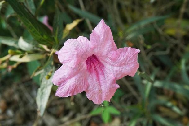 粉红色的卢莉娅土<strong>豆花</strong>采用自然花园