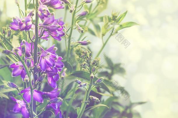 美好紫罗兰飞燕草采用指已提到的人花园采用和煦的：照到阳光的一天.减弱的ton采用