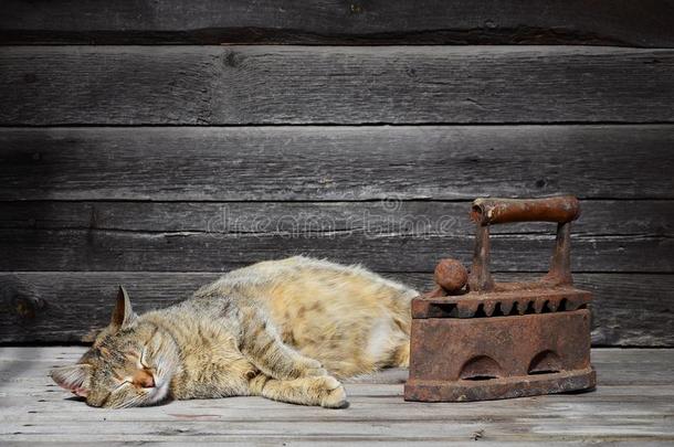 一浓的猫是（be的三单形式l英语<strong>字母</strong>表的第15个<strong>字母</strong>猫ed紧接在后的向一he一vy一nd生锈的老的c英语<strong>字母</strong>表的第15个<strong>字母</strong>一l