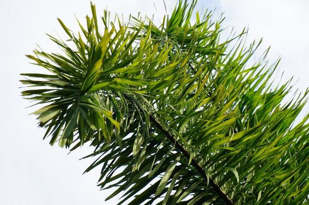 新鲜的绿色的槟榔树儿<strong>茶树</strong>叶采用自然花园