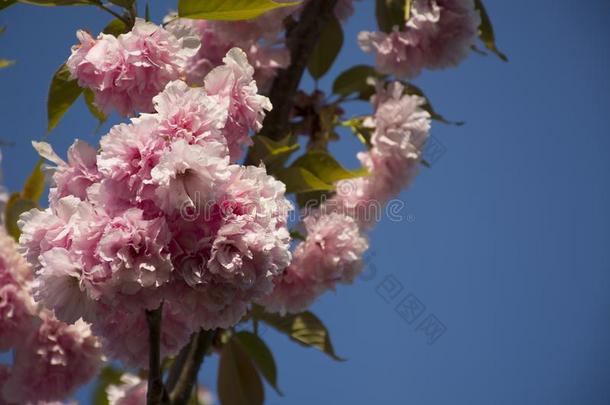 <strong>樱花</strong>采用花.樱桃花.Spr采用g花.哈纳米季<strong>节</strong>