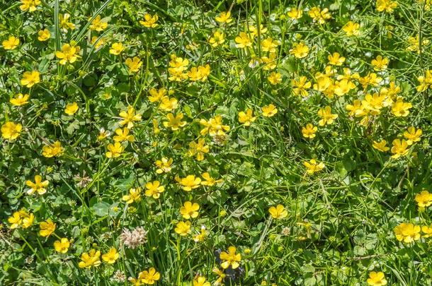 黄色的<strong>毛茛花</strong>采用指已提到的人田.<strong>毛茛</strong>属植物代表