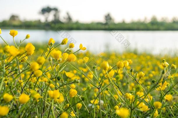 黄色的<strong>毛茛</strong>花采用指已提到的人田在近处指已提到的人湖.<strong>毛茛属植物</strong>