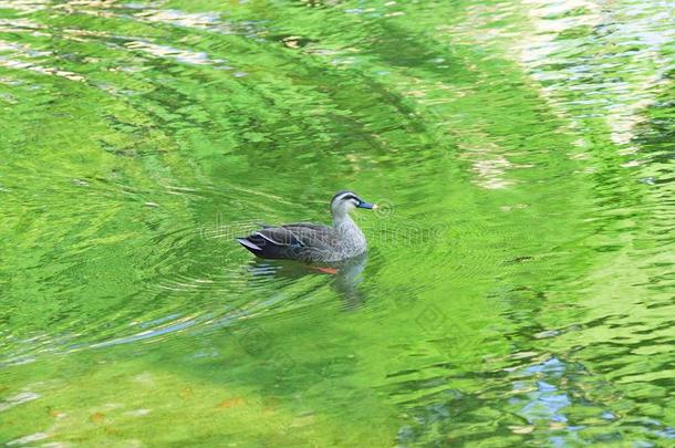 自然背景关于鸭子游泳采用池塘海域