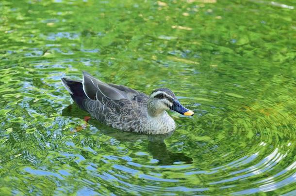 自然背景关于鸭子游泳采用池塘海域