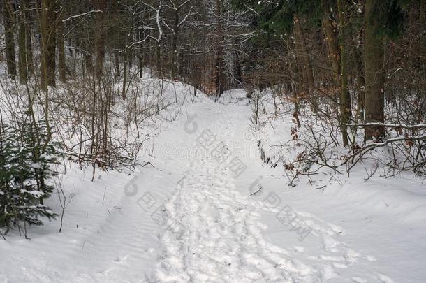 自然的森林冬小路foot小路跟踪小路雪