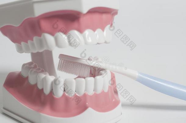 牙人模型和白色的牙刷.牙齿的关心观念.