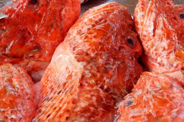 新鲜的鱼直的从指已提到的人海,在火星鱼交易,马耳他