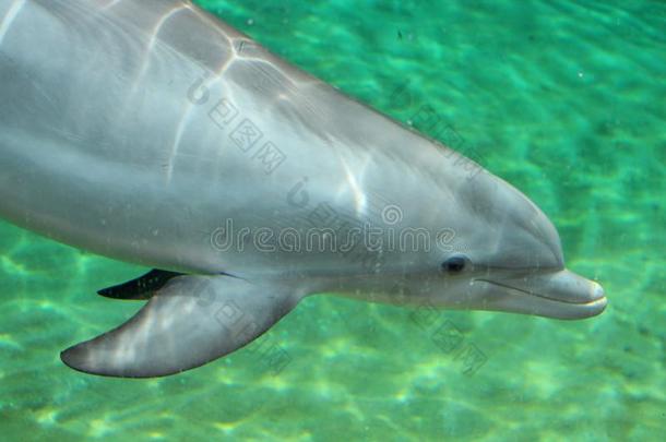一特写镜头瓶子有鼻子的海豚在海世界.