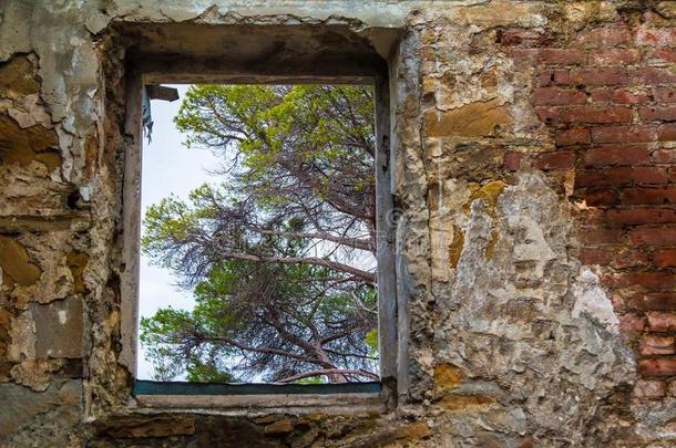 看法关于树从窗关于被放弃的大厦俄国<strong>郊外</strong>的别墅凯维科