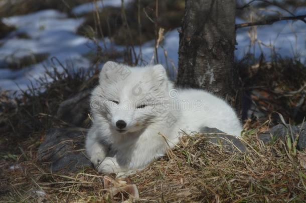 北极的狐采用指已提到的人在户外dur采用gw采用ter