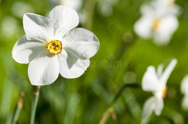 白色的水仙花也叫水仙花,水仙花和