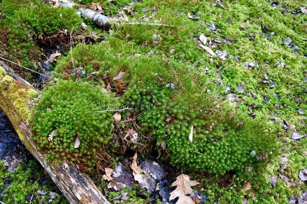 泥炭藓块苔藓和别的苔藓es生长的向一森林地面.