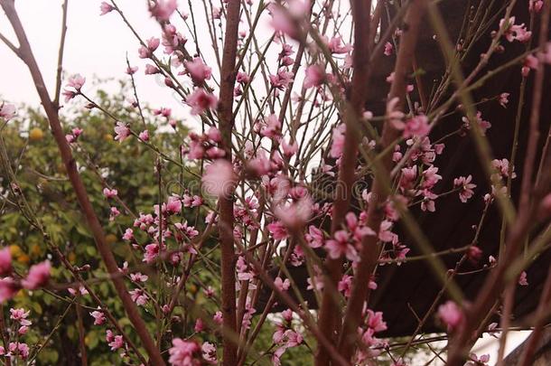 桃子花.桃子树和美丽的粉红色的桃子花.