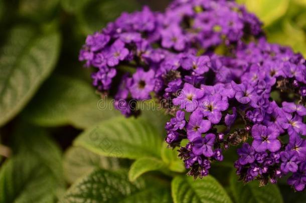 天芥菜属植物花