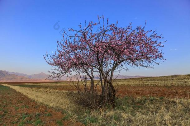 樱桃花采用莱索托,南方非洲