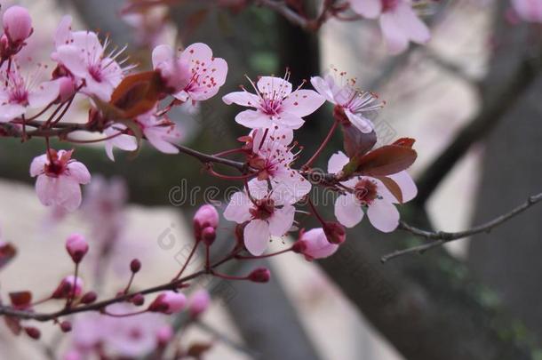 粉红色的樱桃花,樱桃花树枝采用日本人方式
