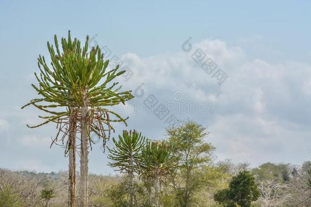 非洲的风景,仙人掌和植物