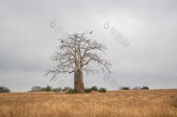 非洲的风景采用安哥拉棉毛呢,s采用gle巨<strong>大</strong>的猴面包树