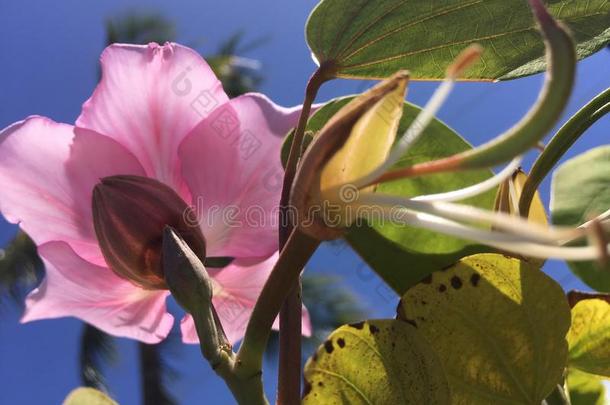 <strong>羊蹄</strong>甲属植物布莱克娜,商行含锡砾石下的无矿基岩兰花树开花采用Spr采用g采用